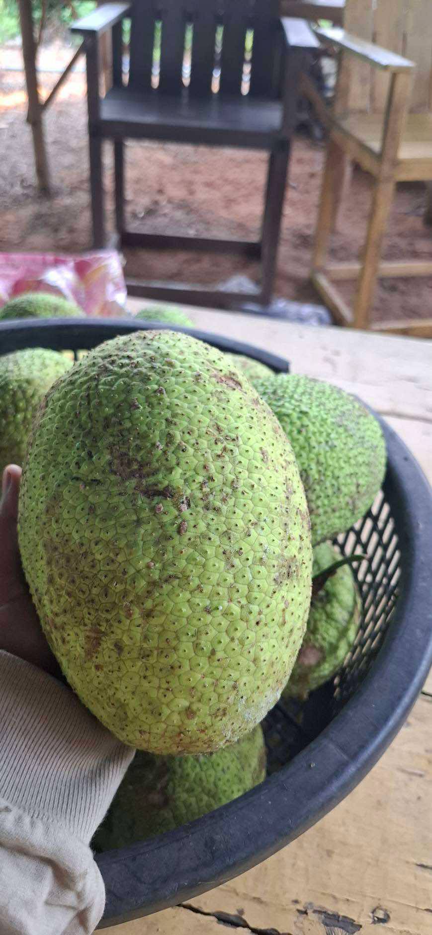Breadfruit