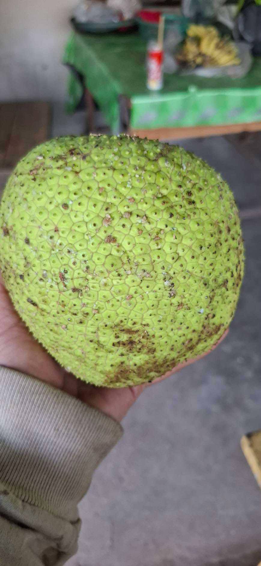 Breadfruit