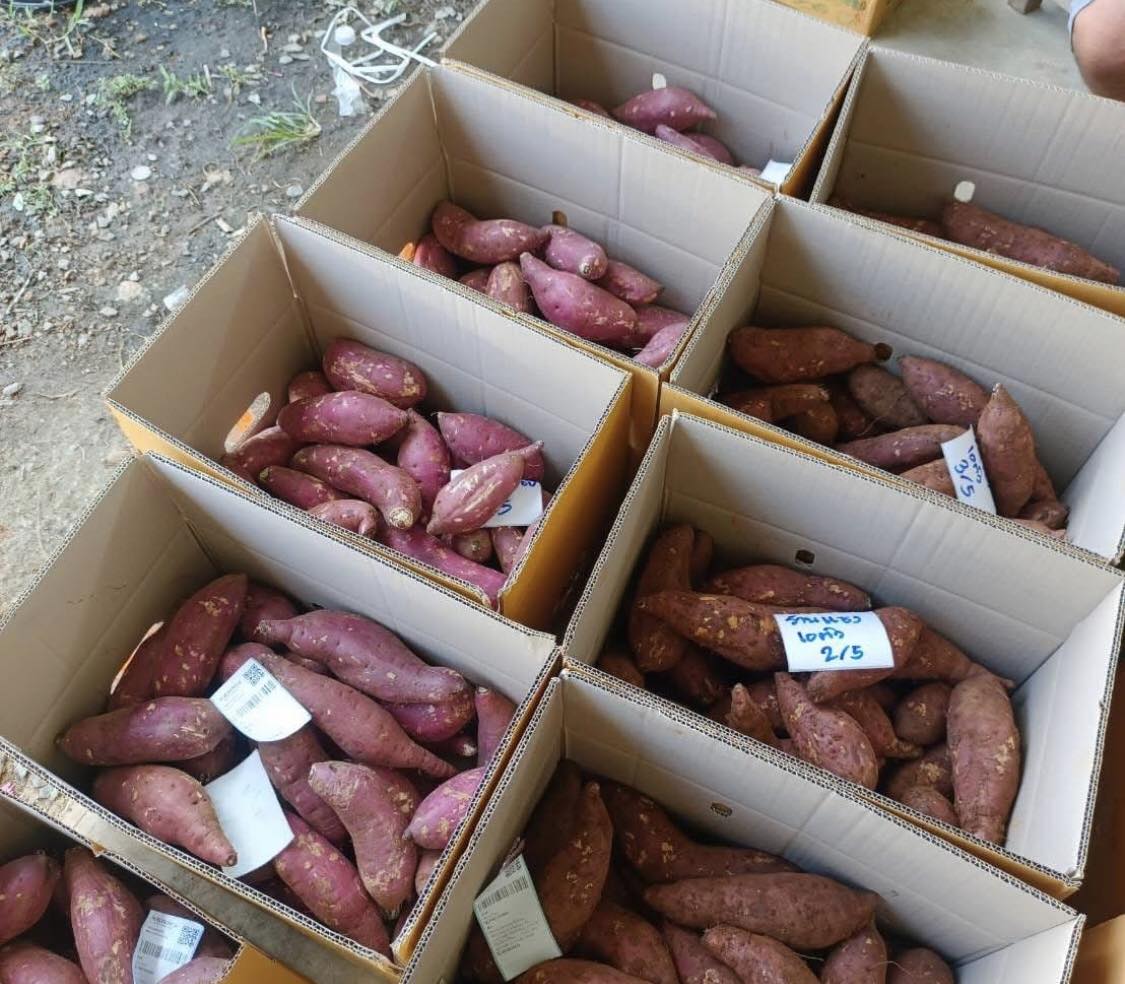 Japanese Sweet potato