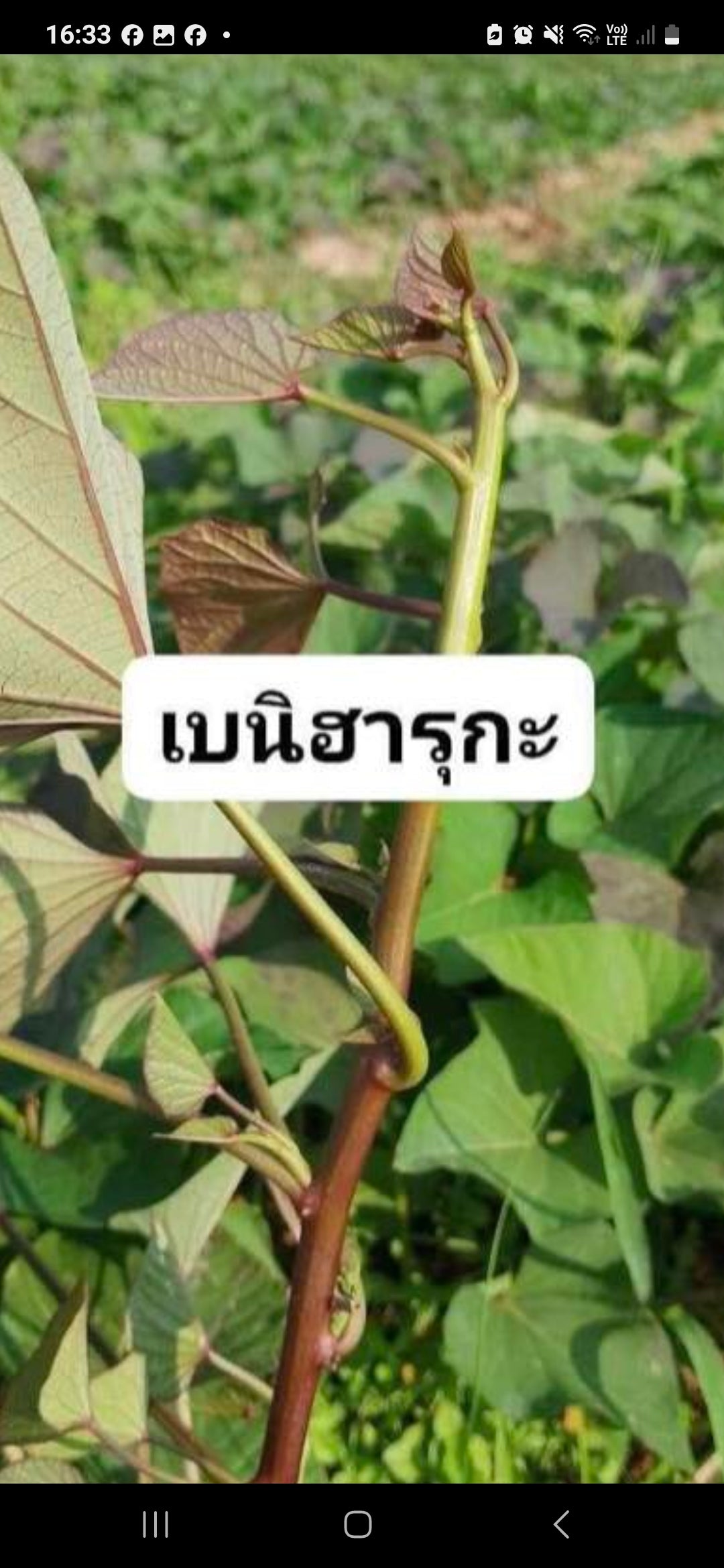 Sweet potato Leaves 1kg