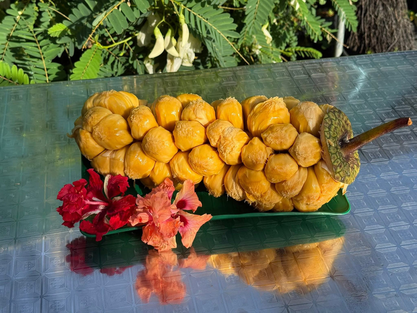 Chempadak not jackfruit