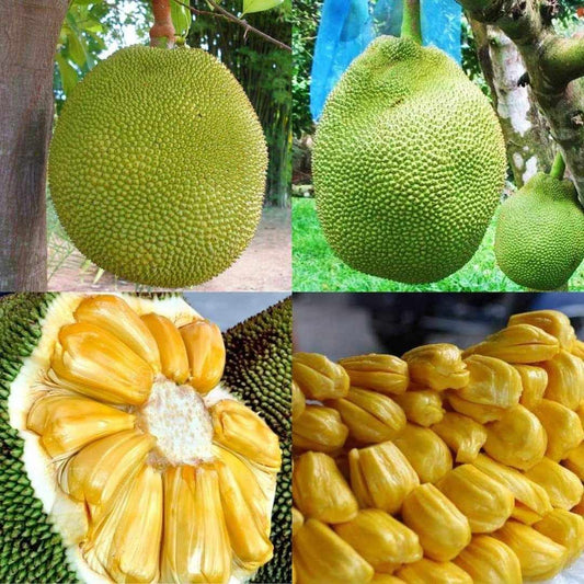 Jackfruit