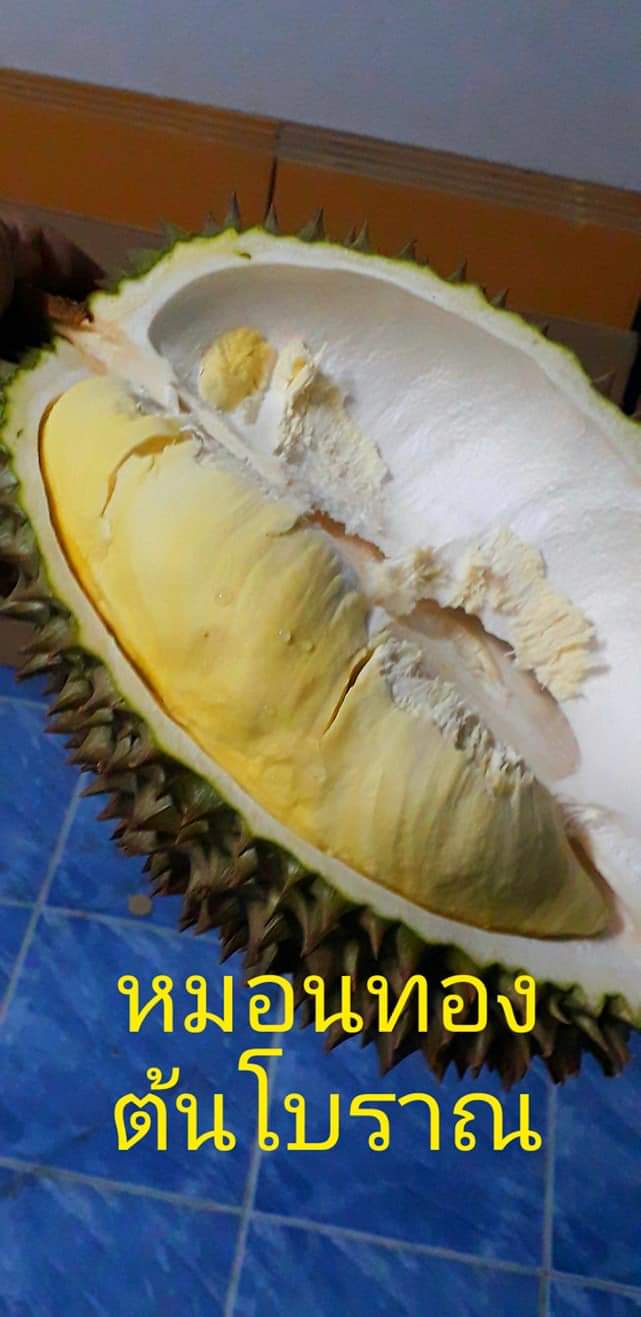 Musang King Durian 1kg