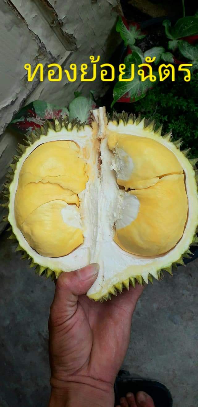 Musang King Durian 1kg