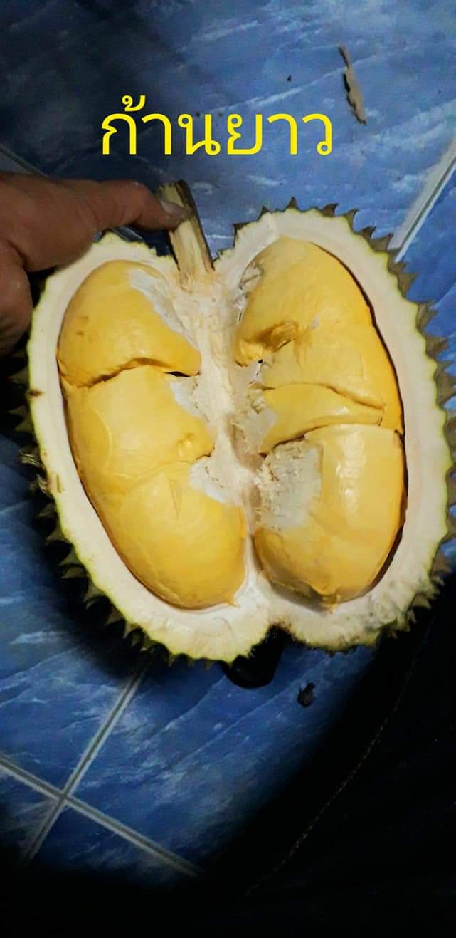 Musang King Durian 1kg