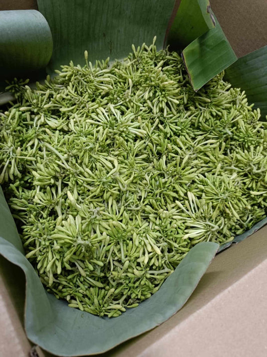 Papaya flowers