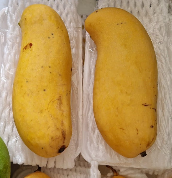 Mango Rsa Kg Mango 1kg – Sarisa Fruits Plants