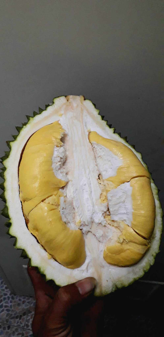 Musang King Durian 1kg