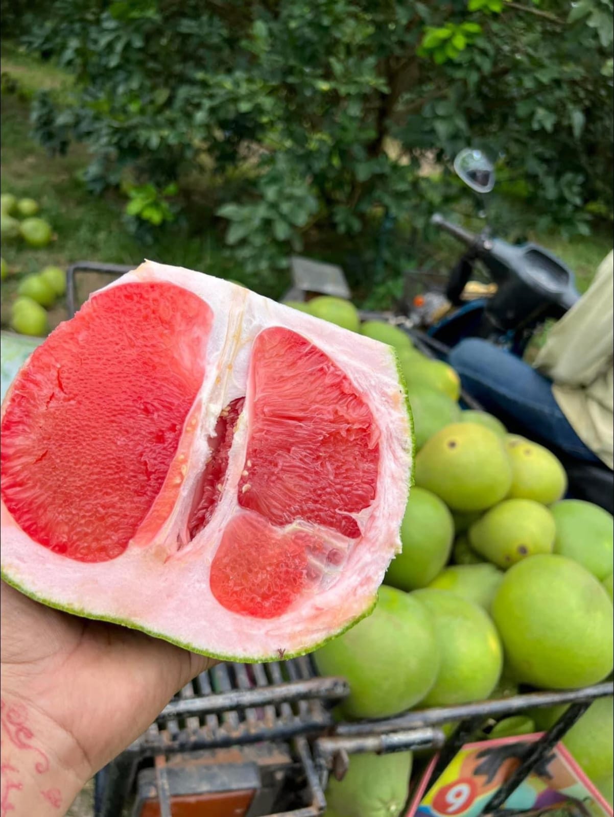 Grapefruit 1.2kg