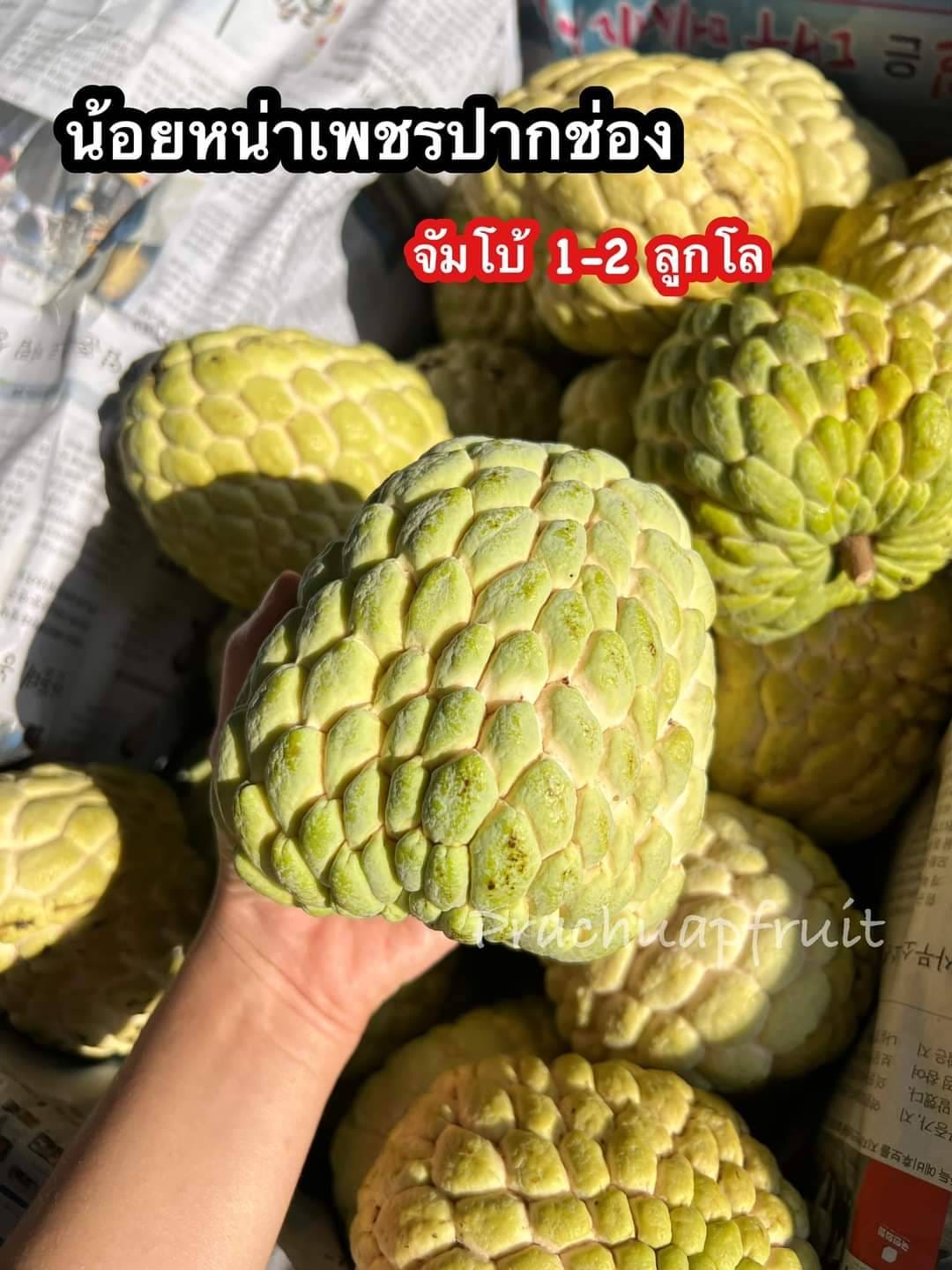 Custard apple (น้อยหน่า) 1 kg