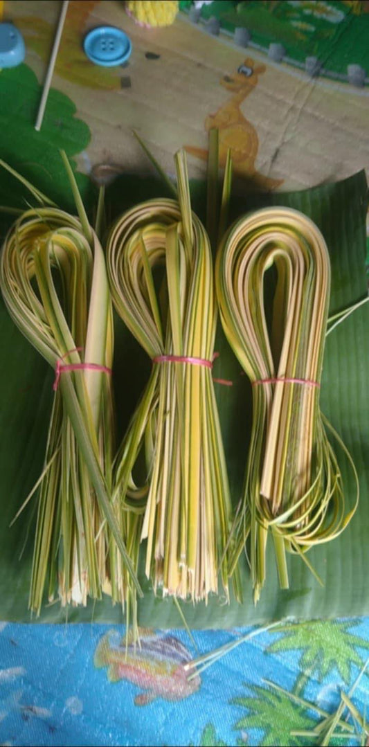 Young coconut leave