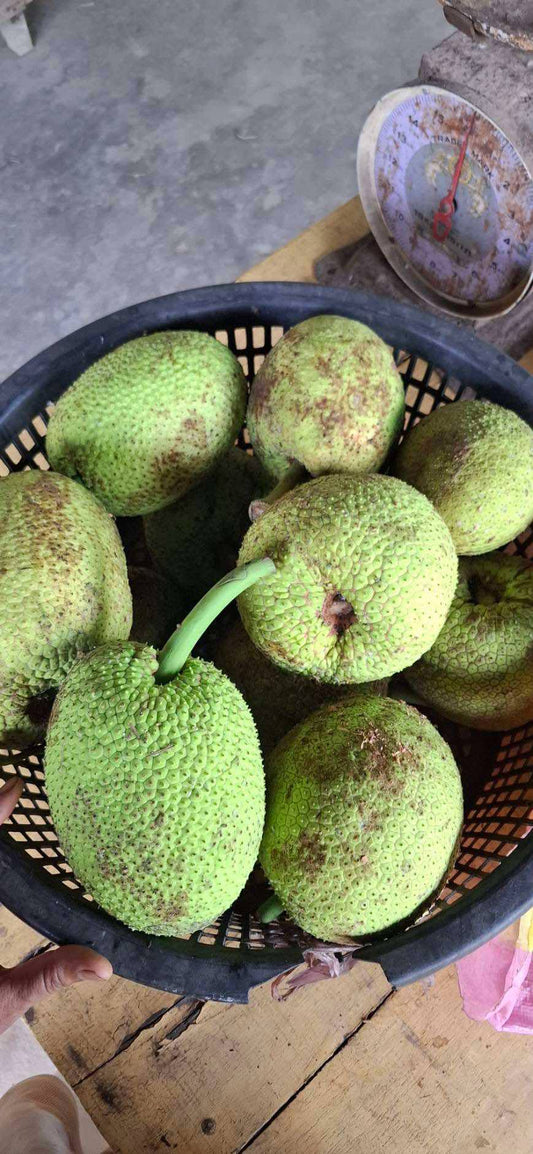Breadfruit