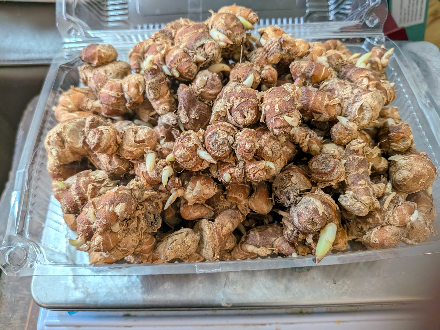 Sand ginger