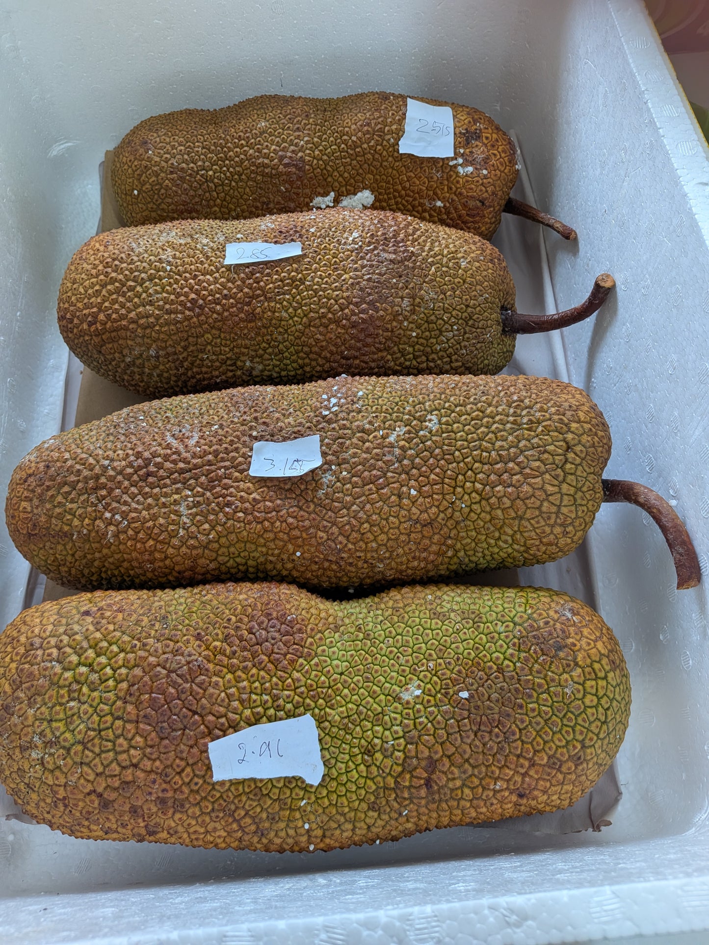 Chempadak not jackfruit