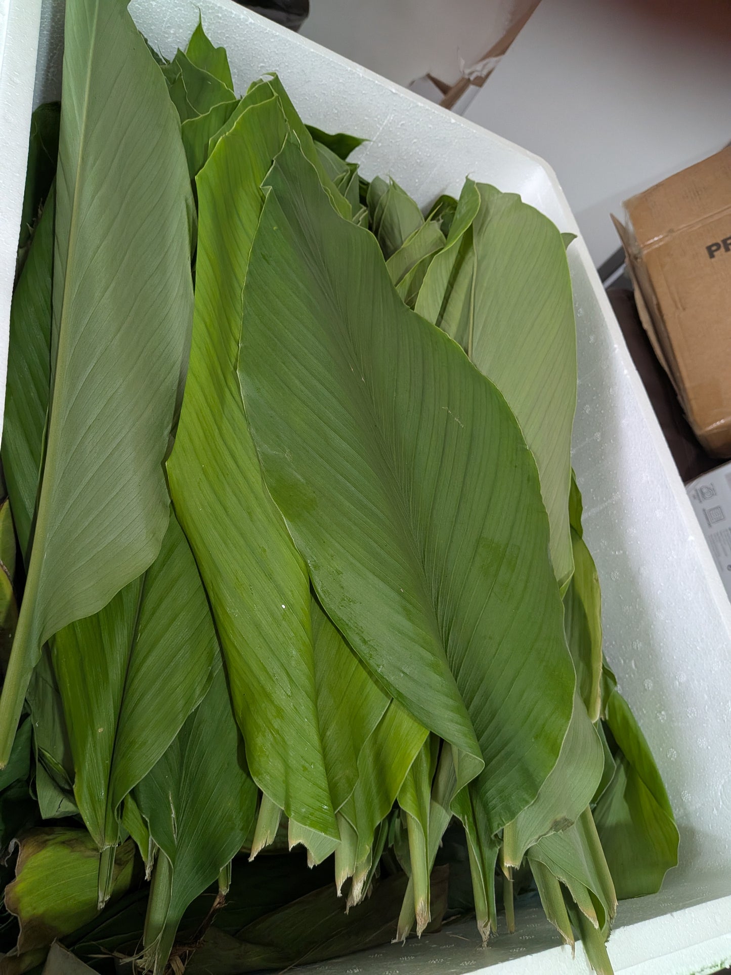 Tumaric leave