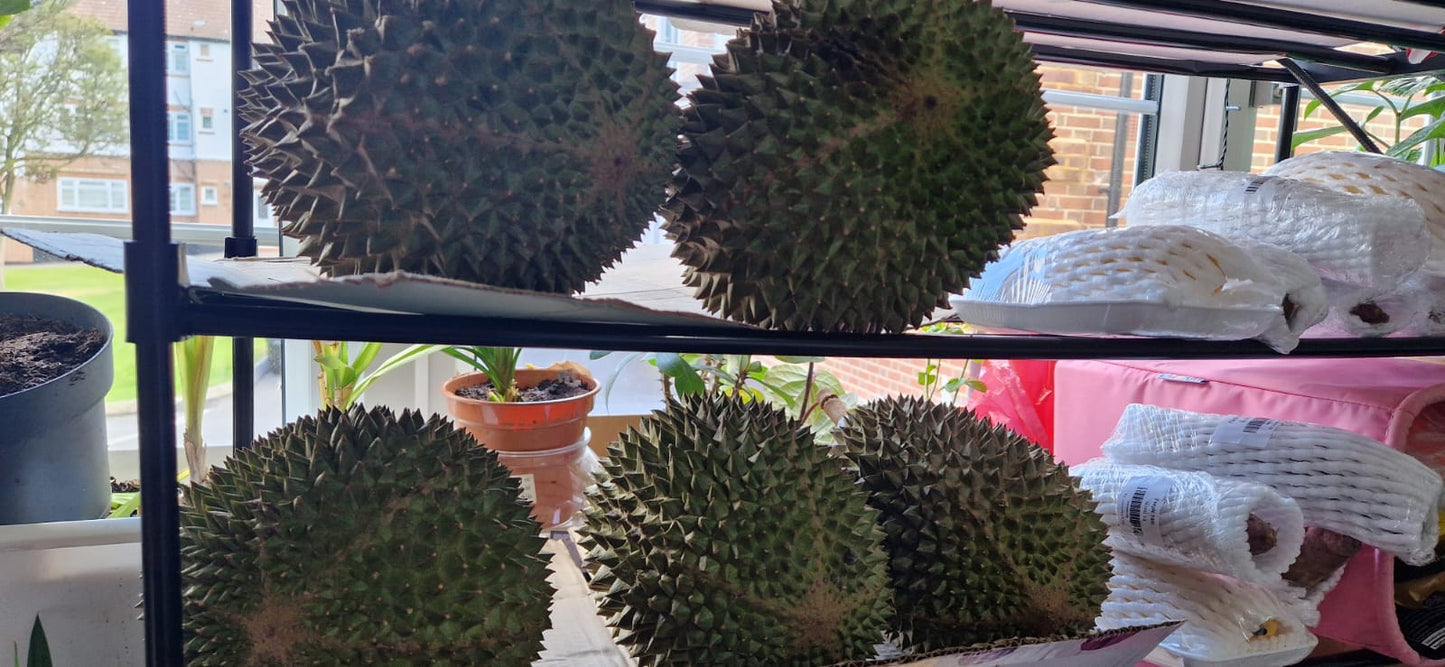 Musang king Soft Durian 1 kg